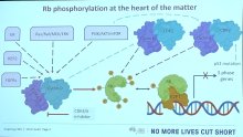 Diagram 1. RB protein interactions in breast cancer cells